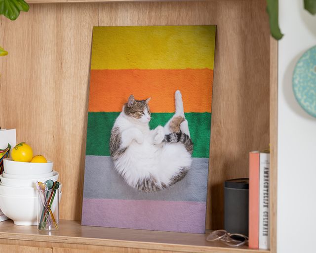Impressão em alumínio de um gato num tapete às cores.