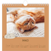 Calendário quadrado — Gatinho brincalhão [capa]